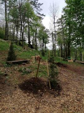 zasaditev smrekic (3)